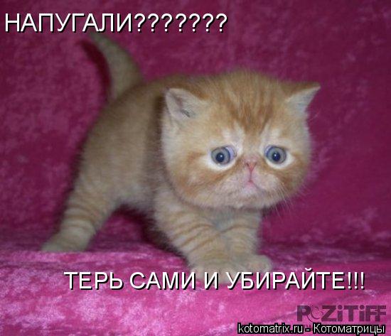 НАПУГАЛИ??????? ТЕРЬ САМИ И УБИРАЙТЕ!!!... Котоматрица: НАПУГАЛИ??????? ТЕРЬ САМИ И УБИРАЙТЕ!!!