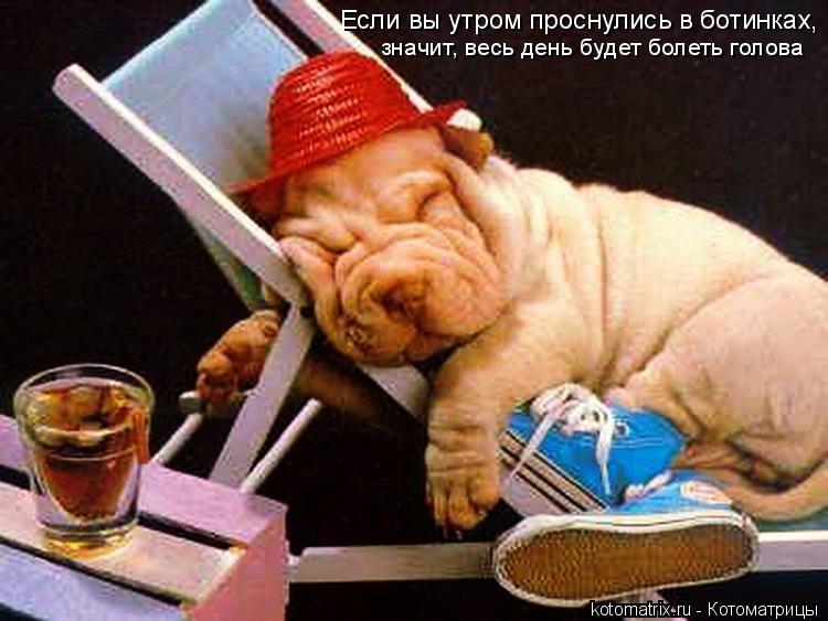 Если вы утром проснулись в ботинках, значит, весь день будет болеть голова... Котоматрица: Если вы утром проснулись в ботинках, значит, весь день будет болеть голова