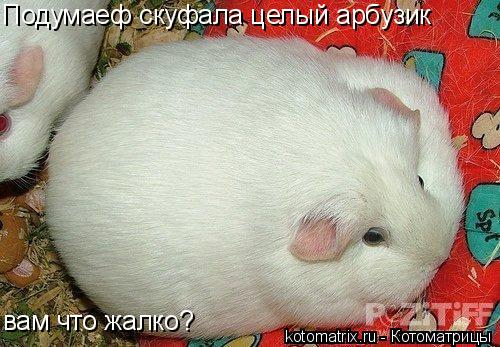 Подумаеф скуфала целый арбузик вам что жалко?... Котоматрица: Подумаеф скуфала целый арбузик вам что жалко?