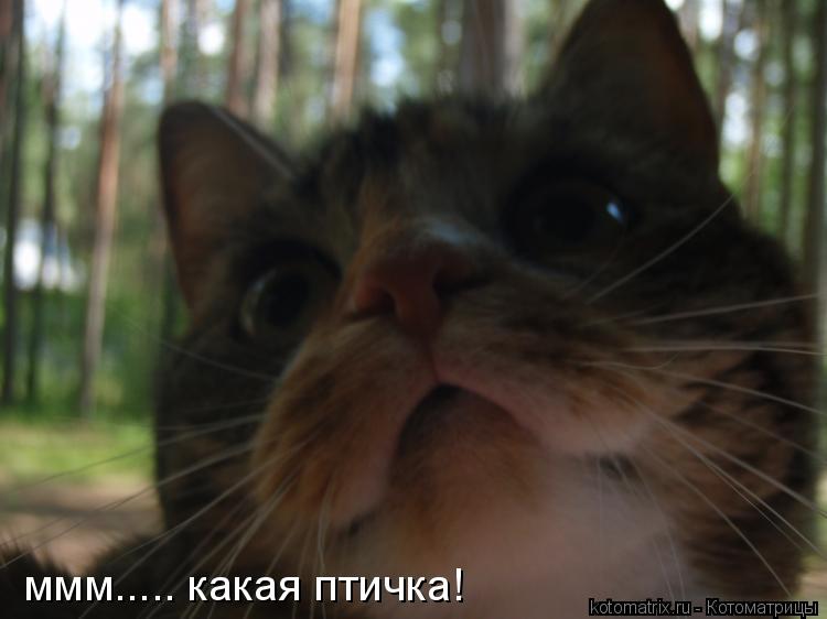 ммм..... какая птичка!... Котоматрица: ммм..... какая птичка!