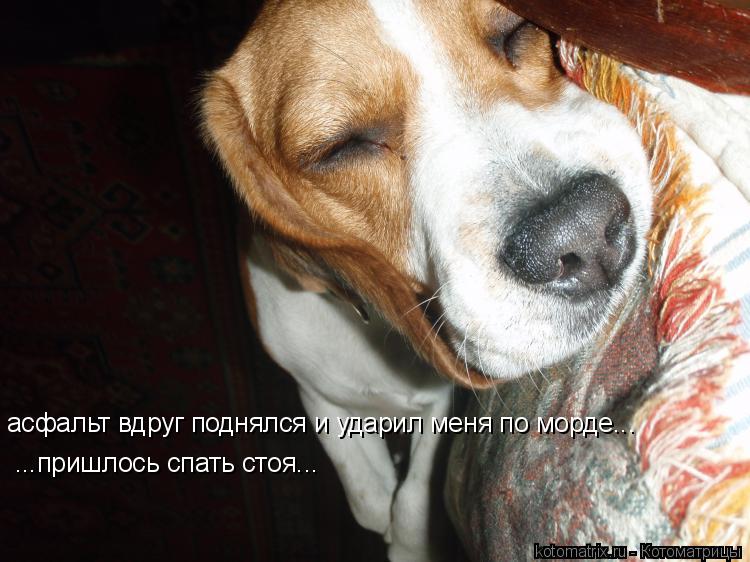 асфальт вдруг поднялся и ударил меня по морде... ...пришлось спать стоя...... Котоматрица: асфальт вдруг поднялся и ударил меня по морде... ...пришлось спать стоя...