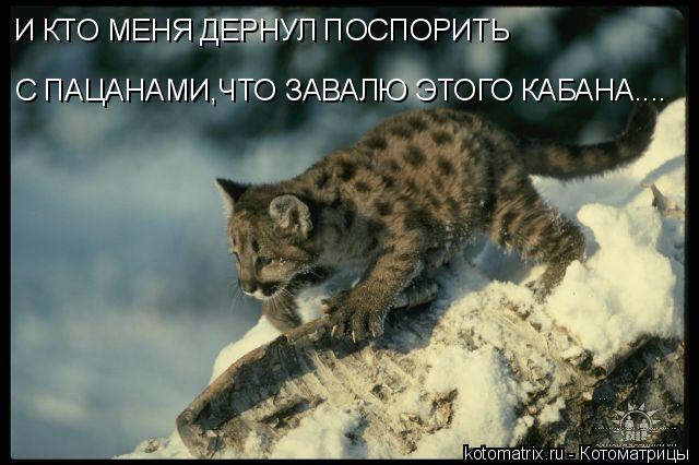 И КТО МЕНЯ ДЕРНУЛ ПОСПОРИТЬ С ПАЦАНАМИ,ЧТО ЗАВАЛЮ ЭТОГО КАБАНА....... Котоматрица: И КТО МЕНЯ ДЕРНУЛ ПОСПОРИТЬ С ПАЦАНАМИ,ЧТО ЗАВАЛЮ ЭТОГО КАБАНА....