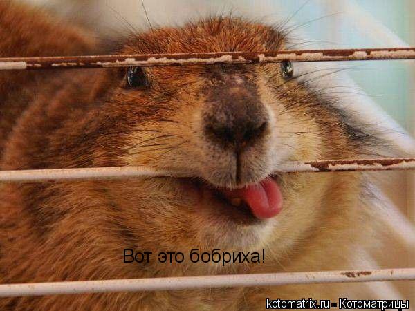 Вот это бобриха!... Котоматрица: Вот это бобриха!