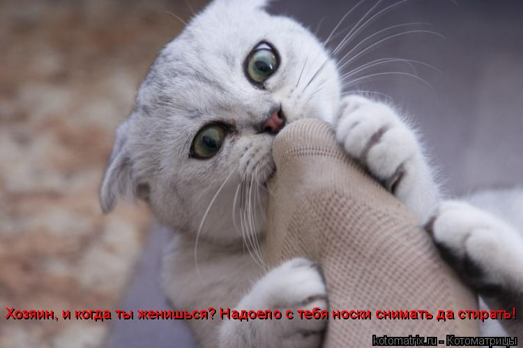 Хозяин, и когда ты женишься? Надоело с тебя носки снимать да стирать!... Котоматрица: Хозяин, и когда ты женишься? Надоело с тебя носки снимать да стирать!