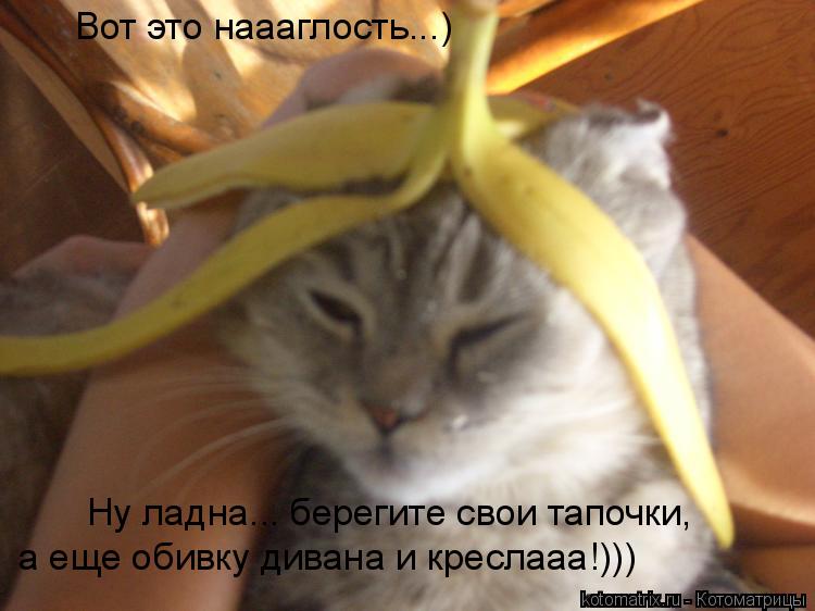 Вот это наааглость...) Ну ладна... берегите свои тапочки, а еще обивку дивана и креслааа!)))... Котоматрица: Вот это наааглость...) Ну ладна... берегите свои тапочки, а еще обивку дивана и креслааа!)))