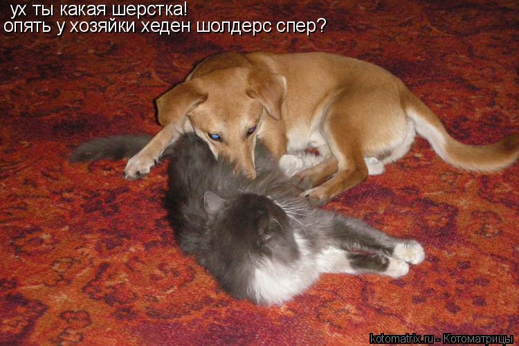 ух ты какая шерстка! опять у хозяйки хеден шолдерс спер?... Котоматрица: ух ты какая шерстка! опять у хозяйки хеден шолдерс спер?