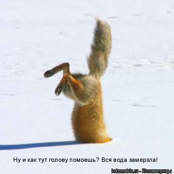 Ну и как тут голову помоешь? Вся вода замерзла!... Котоматрица: Ну и как тут голову помоешь? Вся вода замерзла!