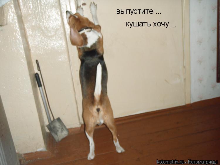 выпустите.... кушать хочу....... Котоматрица: выпустите.... кушать хочу....