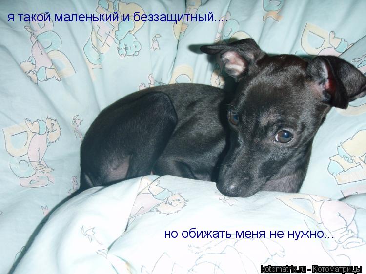 я такой маленький и беззащитный.... но обижать меня не нужно...... Котоматрица: я такой маленький и беззащитный.... но обижать меня не нужно...