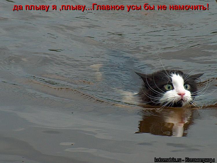 да плыву я ,плыву...Главное усы бы не намочить!... Котоматрица: да плыву я ,плыву...Главное усы бы не намочить!