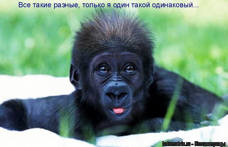 Все такие разные, только я один такой одинаковый...... Котоматрица: Все такие разные, только я один такой одинаковый...
