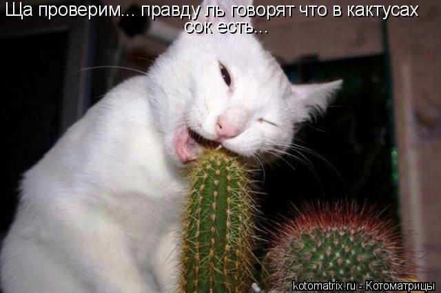Ща проверим... правду ль говорят что в кактусах сок есть...... Котоматрица: Ща проверим... правду ль говорят что в кактусах сок есть...