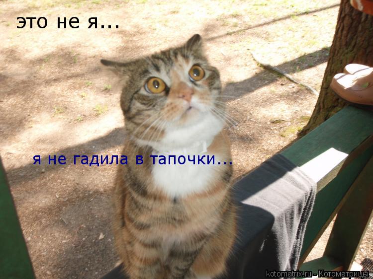 это не я... я не гадила в тапочки...... Котоматрица: это не я... я не гадила в тапочки...