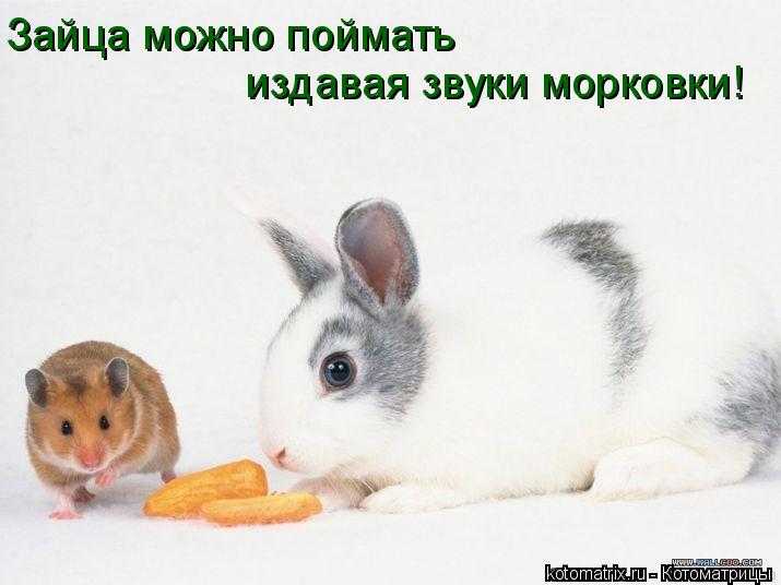 Зайца можно поймать издавая звуки морковки!... Котоматрица: Зайца можно поймать издавая звуки морковки!