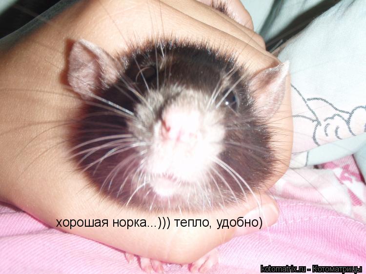 хорошая норка...))) тепло, удобно)... Котоматрица: хорошая норка...))) тепло, удобно)