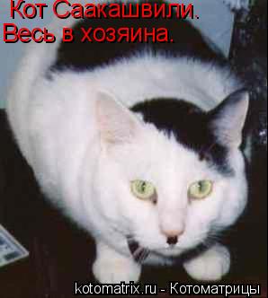Кот Саакашвили. Весь в хозяина.... Котоматрица: Кот Саакашвили. Весь в хозяина.