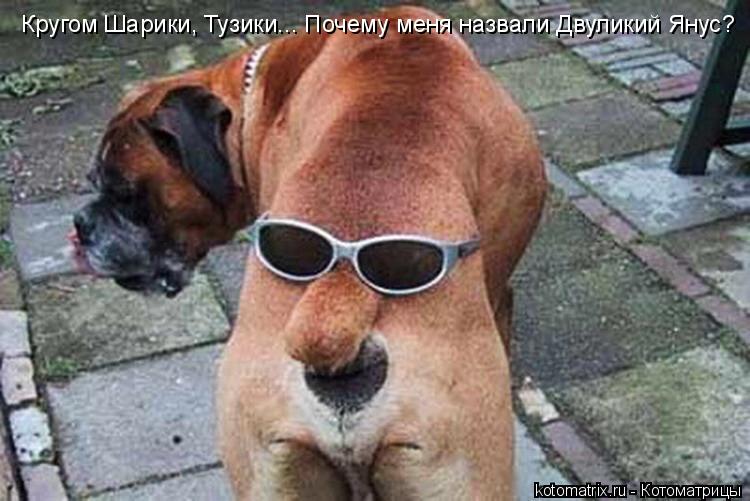Кругом Шарики, Тузики... Почему меня назвали Двуликий Янус?... Котоматрица: Кругом Шарики, Тузики... Почему меня назвали Двуликий Янус?