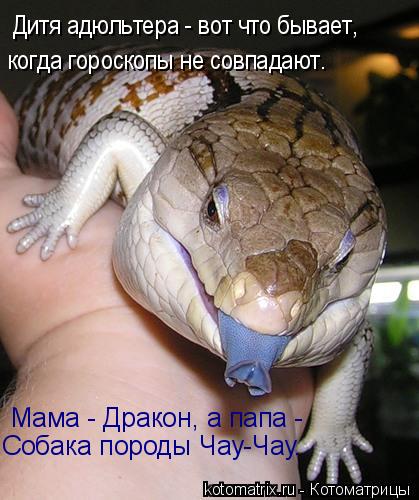 Дитя адюльтера - вот что бывает, когда гороскопы не совпадают. Мама - Дракон, а папа - Собака породы ... Котоматрица: Дитя адюльтера - вот что бывает, когда гороскопы не совпадают. Мама - Дракон, а папа - Собака породы Чау-Чау.