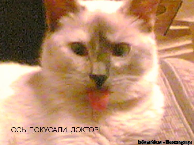 ОСЫ ПОКУСАЛИ, ДОКТОР!... Котоматрица: ОСЫ ПОКУСАЛИ, ДОКТОР!