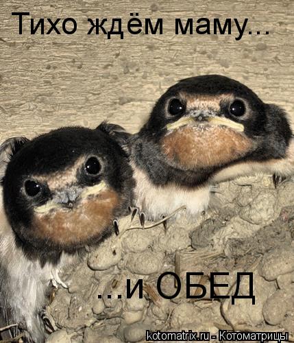 Тихо ждём маму... ...и ОБЕД... Котоматрица: Тихо ждём маму... ...и ОБЕД