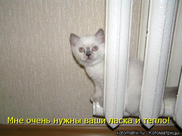 Котоматрица: Мне очень нужны ваши ласка и тепло!