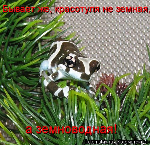 Бывает же, красотуля не земная, а земноводная!... Котоматрица: Бывает же, красотуля не земная, а земноводная!