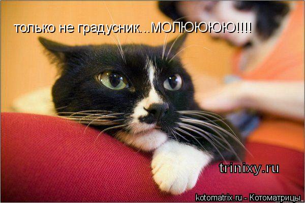 только не градусник...МОЛЮЮЮЮ!!!!... Котоматрица: только не градусник...МОЛЮЮЮЮ!!!!