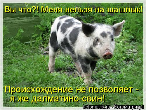Вы что?! Меня нельзя на шашлык! Происхождение не позволяет - я же далматино-свин!... Котоматрица: Вы что?! Меня нельзя на шашлык! Происхождение не позволяет - я же далматино-свин!