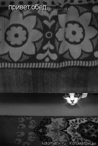 привет,обед............... Котоматрица: привет,обед............