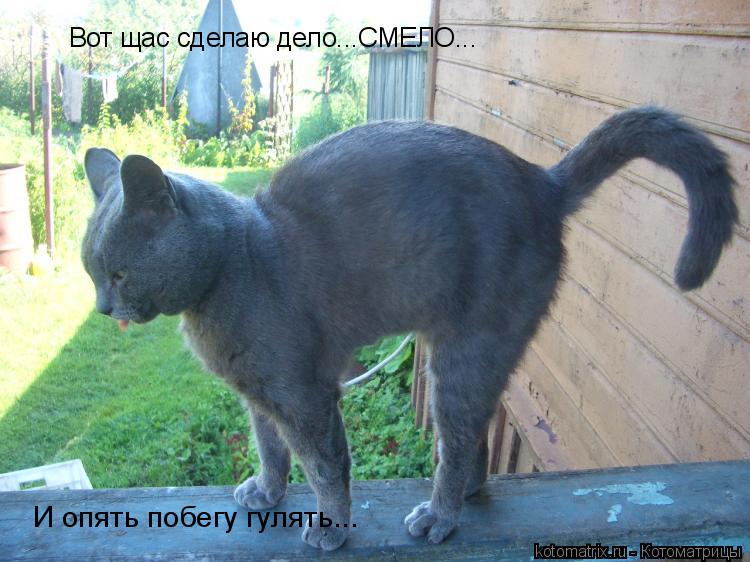 Вот щас сделаю дело...СМЕЛО... И опять побегу гулять...... Котоматрица: Вот щас сделаю дело...СМЕЛО... И опять побегу гулять...