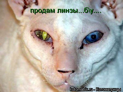 продам линзы...бу....... Котоматрица: продам линзы...бу....
