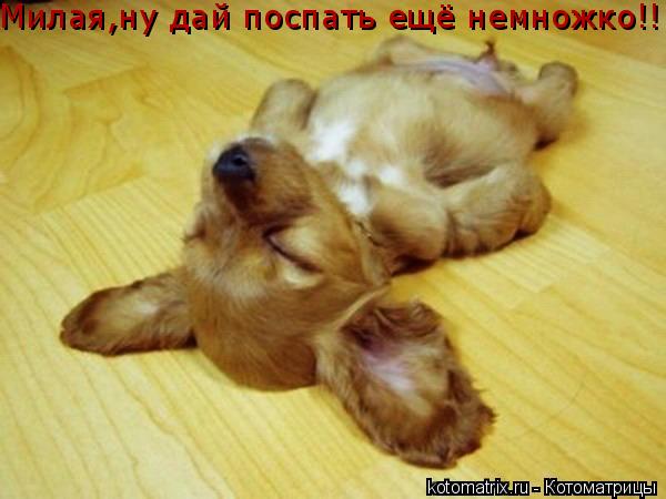 Милая,ну дай поспать ещё немножко!!!... Котоматрица: Милая,ну дай поспать ещё немножко!!!