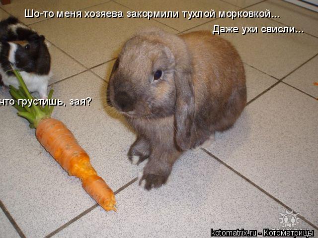 Шо-то меня хозяева закормили тухлой морковкой... Даже ухи свисли... что грустишь, зая?... Котоматрица: Шо-то меня хозяева закормили тухлой морковкой... Даже ухи свисли... что грустишь, зая?