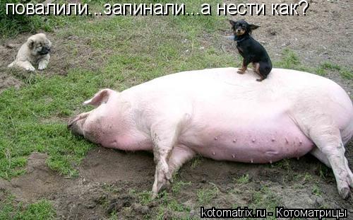 повалили...запинали...а нести как?... Котоматрица: повалили...запинали...а нести как?