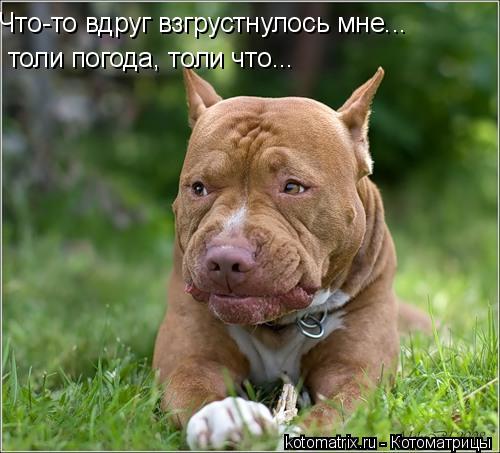 толи погода, толи что... Что-то вдруг взгрустнулось мне...... Котоматрица: толи погода, толи что... Что-то вдруг взгрустнулось мне...