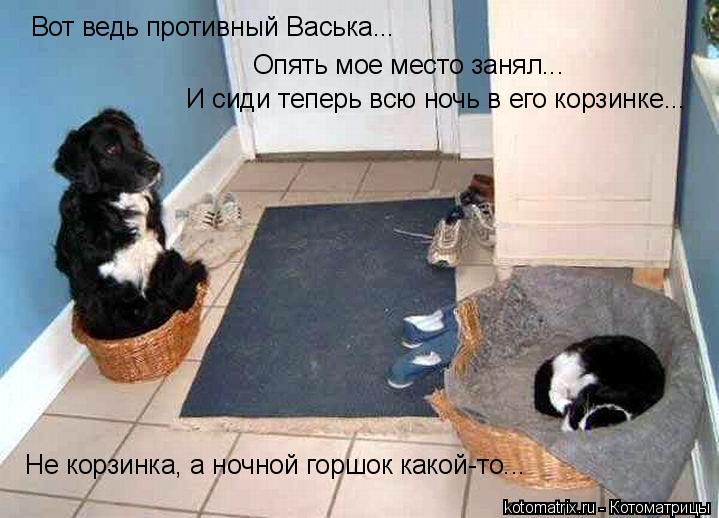 Вот ведь противный Васька... Опять мое место занял... И сиди теперь всю ночь в его корзинке... Не кор... Котоматрица: Вот ведь противный Васька... Опять мое место занял... И сиди теперь всю ночь в его корзинке... Не корзинка, а ночной горшок какой-то...