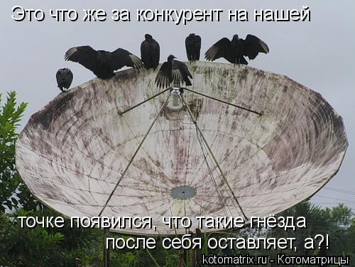 Это что же за конкурент на нашей точке появился, что такие гнёзда после себя оставляет, а?!... Котоматрица: Это что же за конкурент на нашей точке появился, что такие гнёзда после себя оставляет, а?!