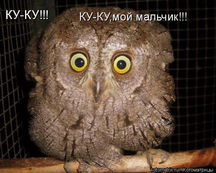КУ-КУ!!! КУ-КУ,мой мальчик!!!... Котоматрица: КУ-КУ!!! КУ-КУ,мой мальчик!!!