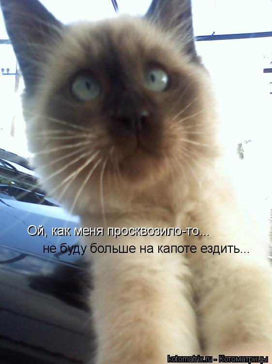 Ой, как меня просквозило-то... не буду больше на капоте ездить...... Котоматрица: Ой, как меня просквозило-то... не буду больше на капоте ездить...