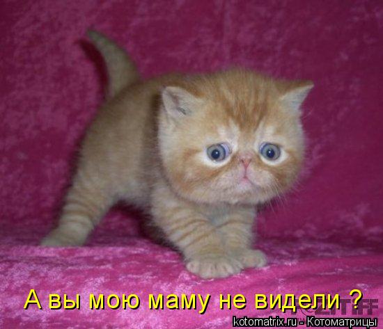А вы мою маму не видели ?... Котоматрица: А вы мою маму не видели ?