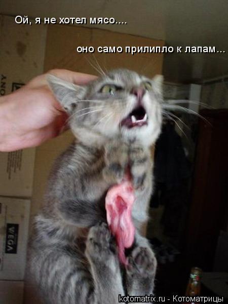 Ой, я не хотел мясо.... оно само прилипло к лапам...... Котоматрица: Ой, я не хотел мясо.... оно само прилипло к лапам...