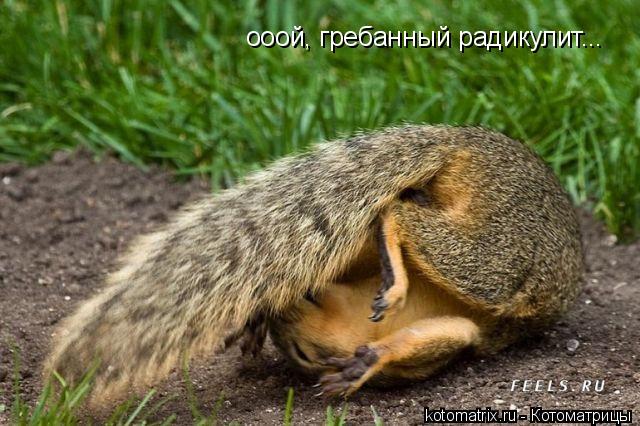 ооой, гребанный радикулит...... Котоматрица: ооой, гребанный радикулит...
