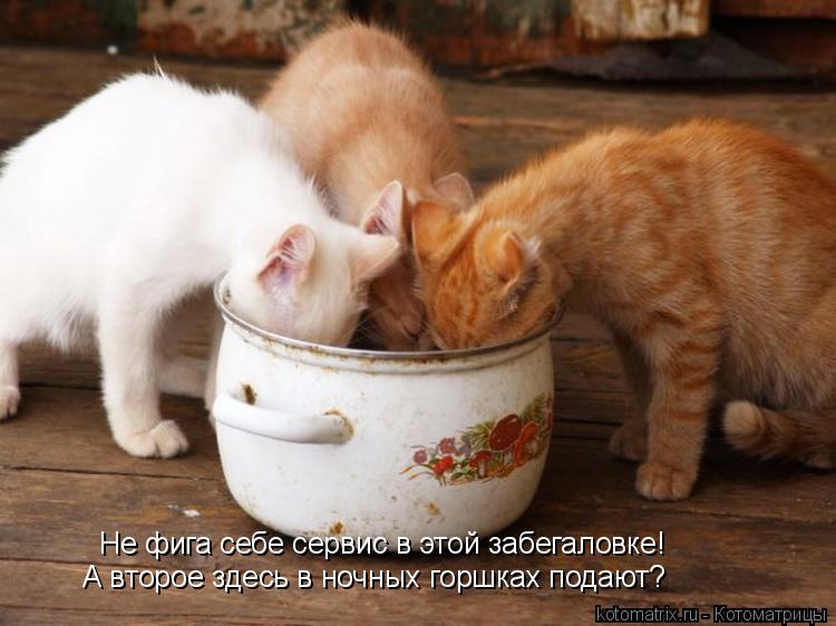Не фига себе сервис в этой забегаловке! А второе здесь в ночных горшках подают?... Котоматрица: Не фига себе сервис в этой забегаловке! А второе здесь в ночных горшках подают?