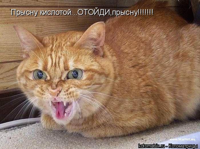 Прысну кислотой...ОТОЙДИ,прысну!!!!!!!... Котоматрица: Прысну кислотой...ОТОЙДИ,прысну!!!!!!!