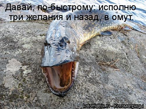 Давай, по-быстрому: исполню три желания и назад, в омут.... Котоматрица: Давай, по-быстрому: исполню три желания и назад, в омут.
