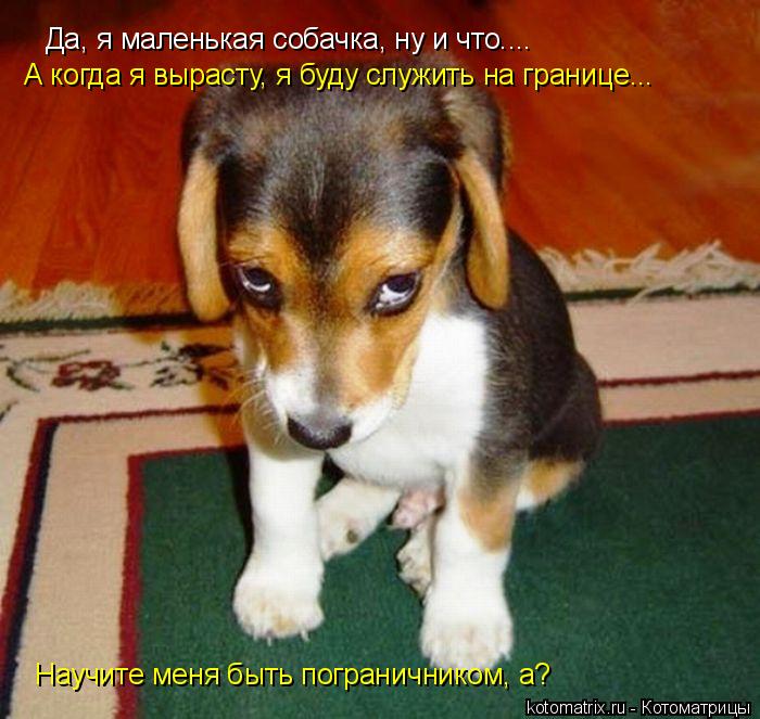 Да, я маленькая собачка, ну и что.... А когда я вырасту, я буду служить на границе... Научите меня бы... Котоматрица: Да, я маленькая собачка, ну и что.... А когда я вырасту, я буду служить на границе... Научите меня быть пограничником, а?