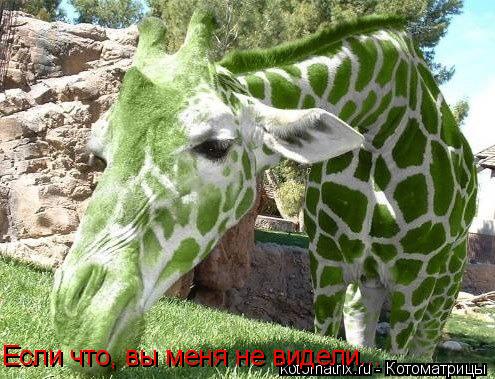 Если что, вы меня не видели...... Котоматрица: Если что, вы меня не видели...