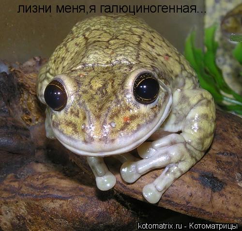 лизни меня,я галюциногенная...... Котоматрица: лизни меня,я галюциногенная...