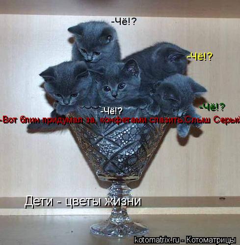 -Чё!? -Чё!? -Чё!? -Вот блин придумал за, конфетами слазить.Слыш Серый... -Чё!?... Котоматрица: -Чё!? -Чё!? -Чё!? -Вот блин придумал за, конфетами слазить.Слыш Серый... -Чё!?