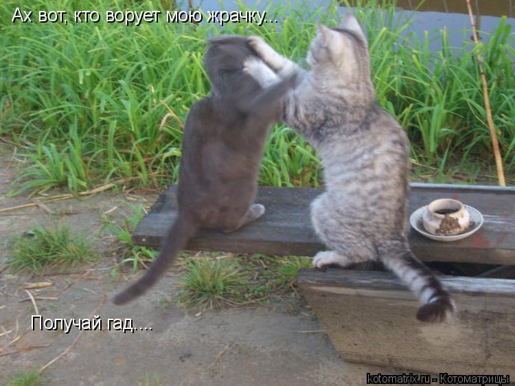 Ах вот, кто ворует мою жрачку... Получай гад....... Котоматрица: Ах вот, кто ворует мою жрачку... Получай гад....